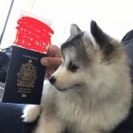 Pomsky Puppies For Adoption