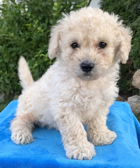 White Maltipoo Puppies - Maltipoo Puppies For Sale Midnight Acres ...