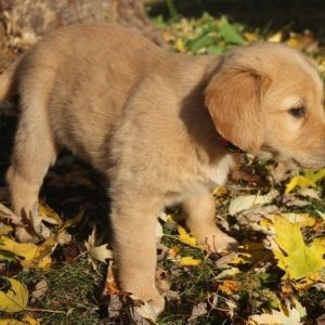 Golden Retriever dogs for homes