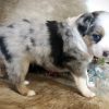 Aussie Puppy For Adoption