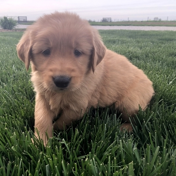 Golden Retriever Puppy For Sale Home Land Puppies