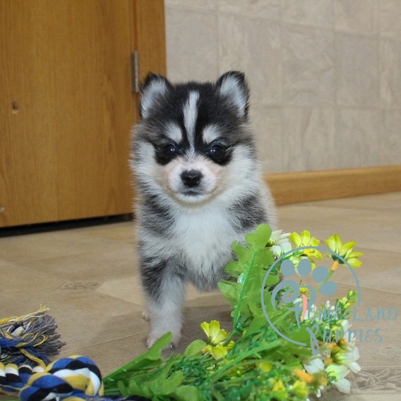 Pomsky Puppies for sale near me