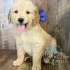 retriever puppies for sale
