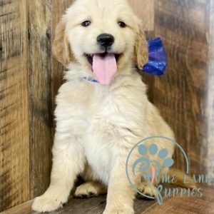 retriever puppies for sale