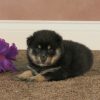 Adopt baby Pomsky Online