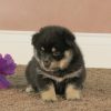 Adopt baby Pomsky Online