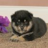 Adopt blue merle pomsky Online