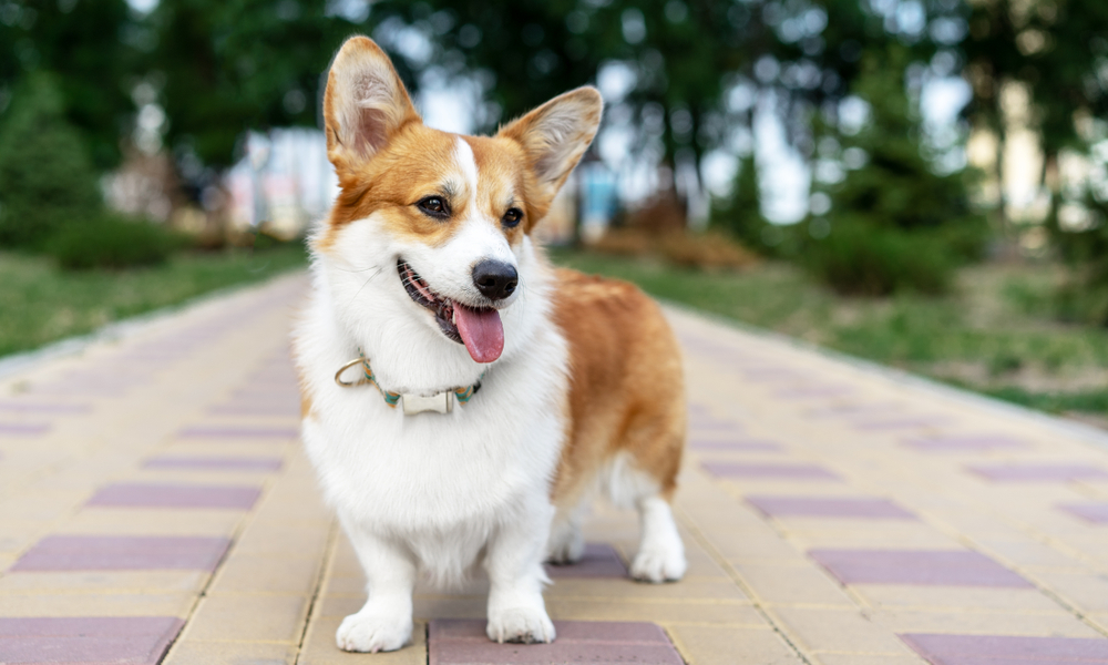 pomsky puppies for adoption