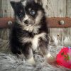 Buy Pomsky "Rockwill" online