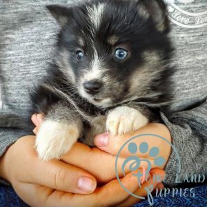 Pmsky puppies for adoption