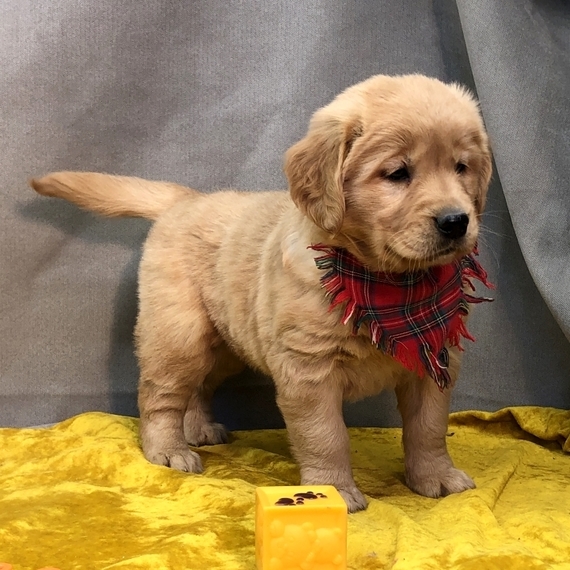 Available golden retriever puppies