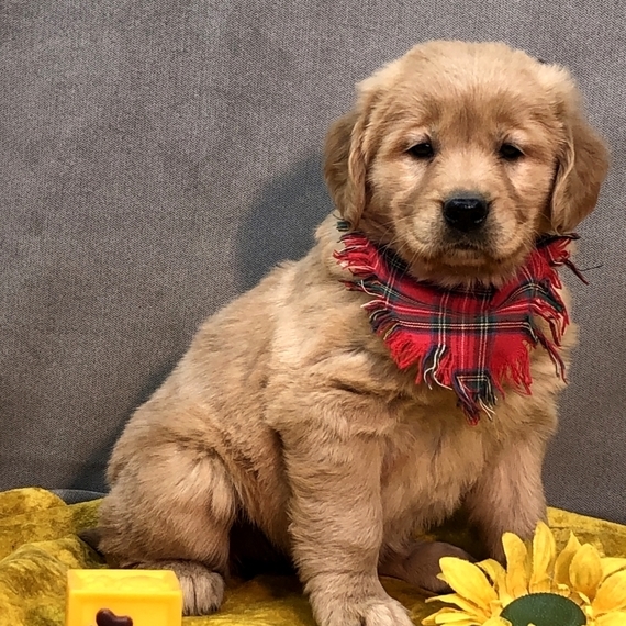 Available golden retriever puppies