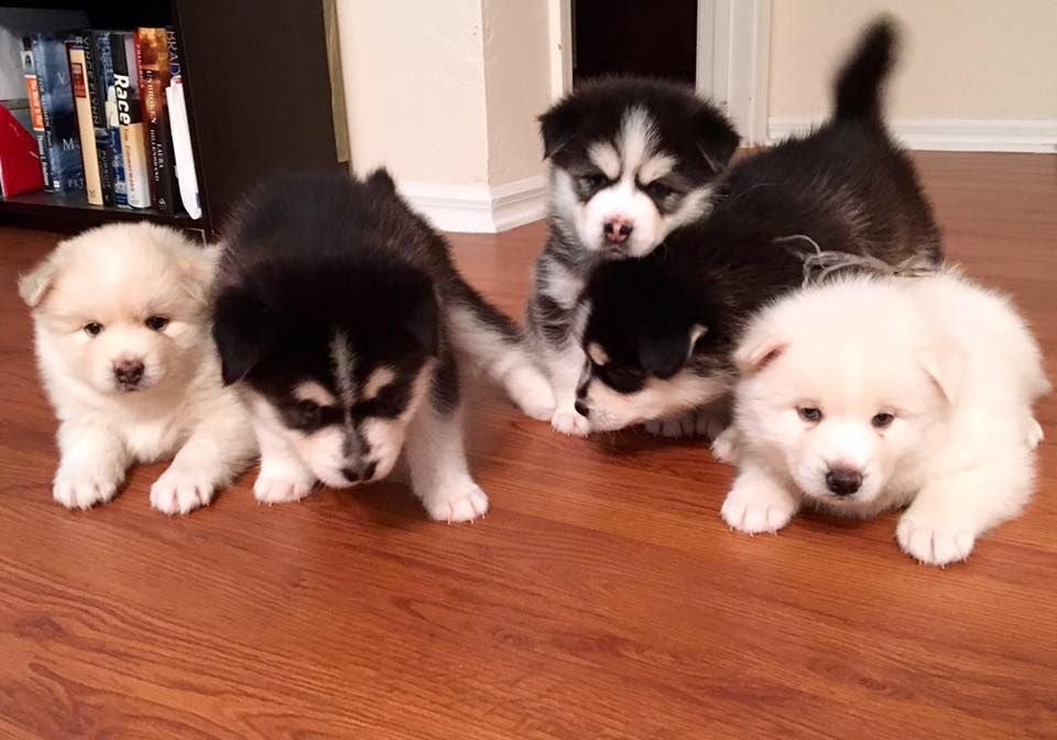 Pomsky Puppies For Adoption