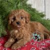 available cavapoo puppies
