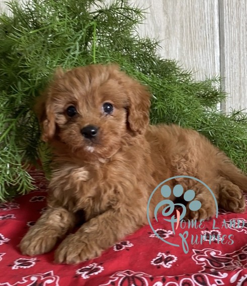 Available Cavapoo Puppies Dogs For Adoption Puppies For Sale