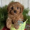 available cavapoo puppies