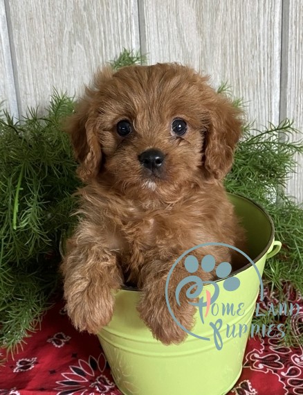 Available cavapoo puppies - Dogs For 