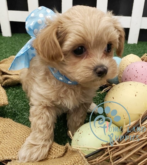 Maltipoo dogs for sale