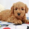 How much is a miniature goldendoodle