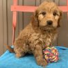 rescue goldendoodles for adoption