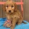 rescue goldendoodles for adoption