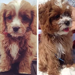 Cavapoo For sale in Utah