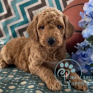 goldendoodle puppies for adoption