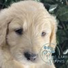 Goldendoodle puppies under $1000