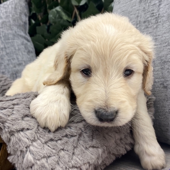 goldendoodle puppies