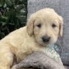 Goldendoodle puppies under $1000