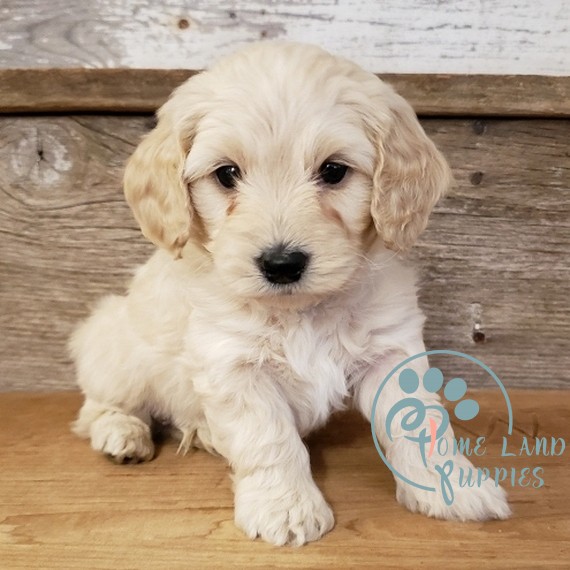 Goldendoodle puppies near me