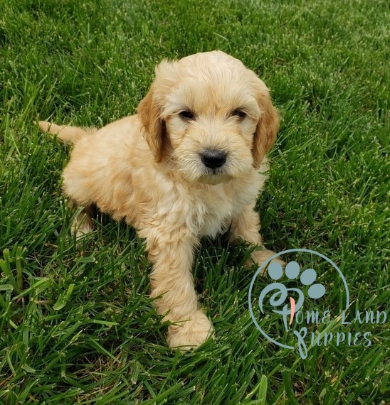 Standard goldendoodle puppies for sale texas