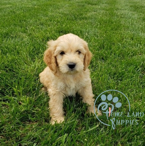 Standard goldendoodle puppies for sale texas
