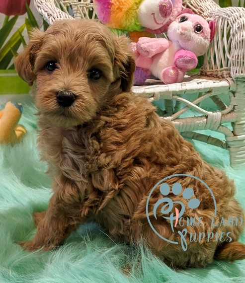 goldendoodle puppies for sale