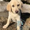 Labrador Puppy Adoption