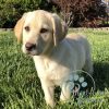 Labrador Puppy Adoption