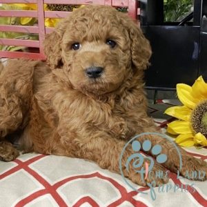 large goldendoodle puppies for sale