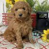 large goldendoodle puppies for sale