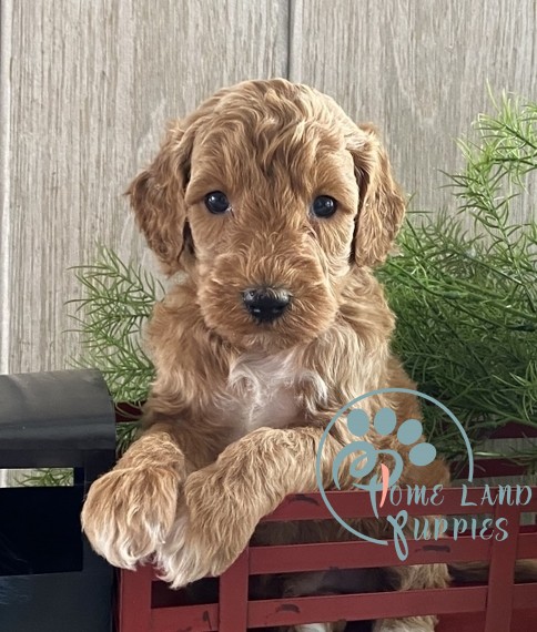 goldendoodle puppies for sale in pa