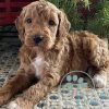 goldendoodle puppies for sale in pa