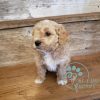 f1 standard goldendoodle puppies for sale
