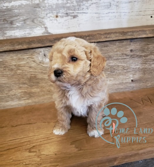 f1 standard goldendoodle puppies for sale