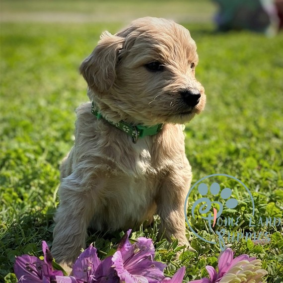 f1b goldendoodle puppies for sale near me