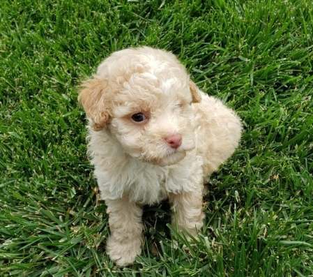 aussiedoodle puppies for sale california