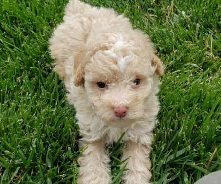 aussiedoodle puppies for sale california