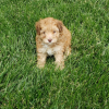 Aussiedoodle puppies for sale near me
