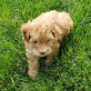 Aussiedoodle puppies for sale near me