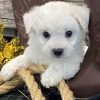 bichon frise puppies for sale in pa