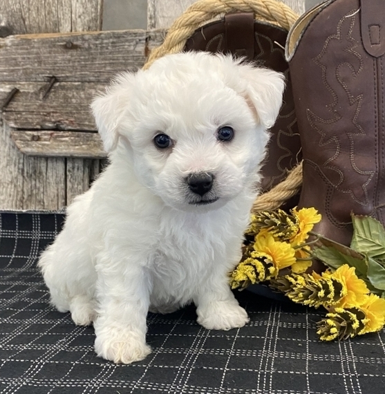 38 Top Pictures Bichon Puppies For Sale In Pa View Ad