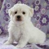 Bichon frise puppies for sale in ga